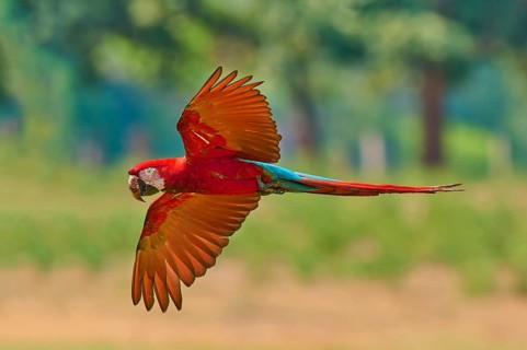 A parrot spreads its wings whilst flying in its natural habitat: the green-winged macaw, or