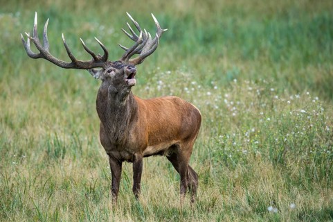 A mature red deer (Cervus elaphus) bellowing during the rutting season, Klamptenborg, Copenhagen,