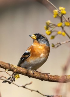 Mountain finch, brambling, fringilla montifringilla, birds, high size, portrait format, passeri,