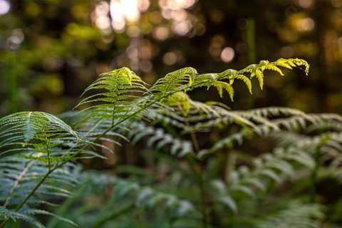 Close-up of ferns in the forest, illuminated by soft sunlight, creates a calming atmosphere,