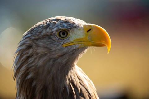 Accipitriformes, Haliaeetus albicilla, white-tailed eagle, eagles, eagles, raptors, birds of prey,