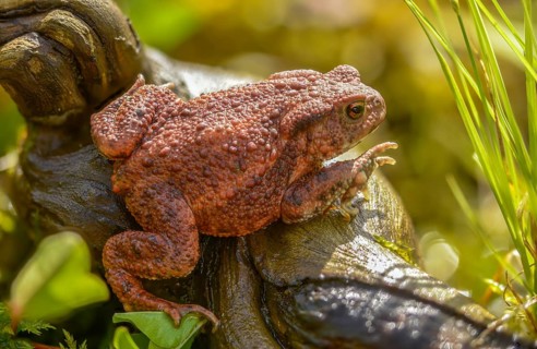 Bufo bufo, common toad, amphibians, amphibians, amphibians, amphibians
