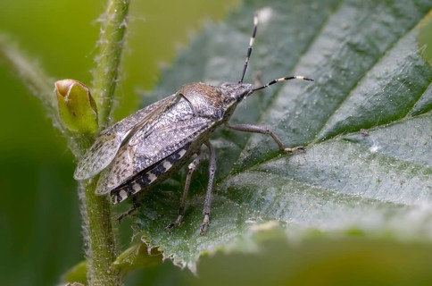 Field bug, gray garden bug, raphigaster nebulosa, bug, tree bug, insects, mottled shield bug