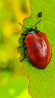 Close-up of a red beetle, the red poplar leaf beetle (Chrysomela populi), crawling along the edge