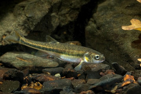 Bitterfish, minnow, Eurasian minnow, minnow, prille, phoxinus phoxinus, common minnow, fish,