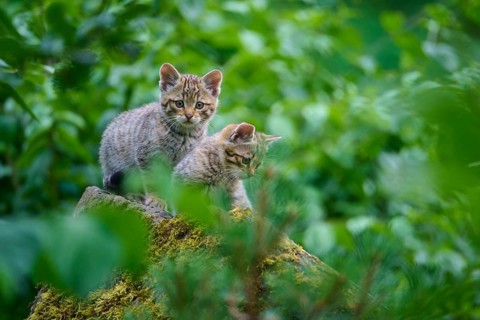 Two kittens on moss-covered rocks in a lush forest, young European wildcat (Felis silvestris),