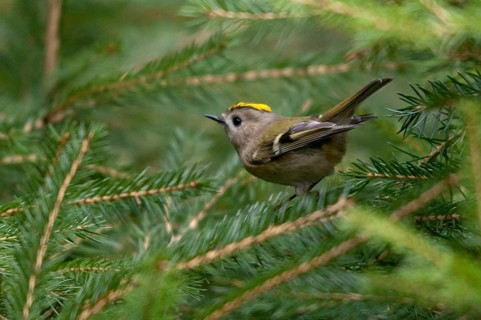 Goldcrest, golden chicken, Regulus regulus, winter golden chicken, birds, passeri, songbirds, birds
