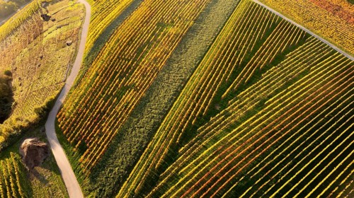 Geometric landscape detail of vineyards in the Neckar Valley with autumn leaves, Mundelsheim, Baden