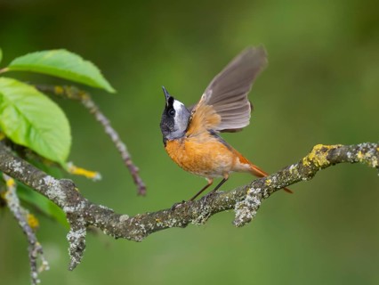 Common Redstart (Phoenicurus phoenicurus), mature male, perched on a branch, flapping its wings and