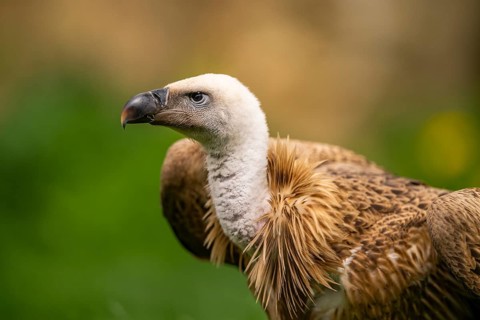 Griffon Vultures (Gyps fulvus), portrait, bavaria, Germany