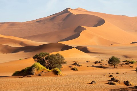 Barren vegetation between red-yellow Namib sand dunes, Namib Desert, Namib-Naukluft National Park,