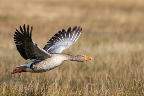 Greylag Goose (Anser anser) in flight, Dümmer, Lembruch, Lower Saxony, Germany