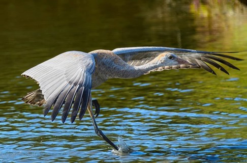 Juvenile Lesser Sandhill Crane colt taking flight, (Grus canadensis canadensis), also known as