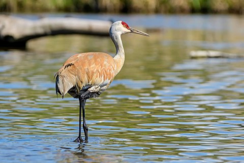 Lesser Sandhill Crane, (Grus canadensis canadensis), also known as Antigone canadiensis