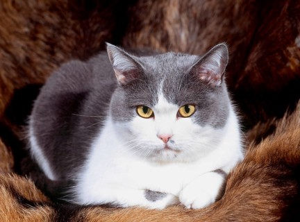 Blue and white house cat lying on a coat, Corfu, Greece