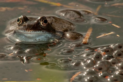 Common frog, common frog, rana temporaria, amphibians, amphibians, frog, frogs, spring, spawning