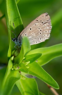 Glaucopsyche Alcon ssp. rebeli, glaucopsyche rebeli, cruciferous ant blue, maculinea rebeli,