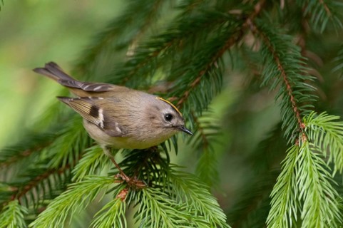 Goldcrest, golden chicken, Regulus regulus, winter golden chicken, birds, passeri, songbirds, birds
