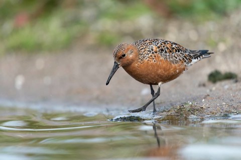 Calidris canutus, knot, knutt, coastal sandpiper, red knot, birds, breeding plumage, brood dress,
