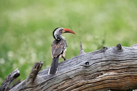 Mopanetoko (Tockus rufirostris), Southern Red-billed Hornbill, adult, perched on a tree trunk,