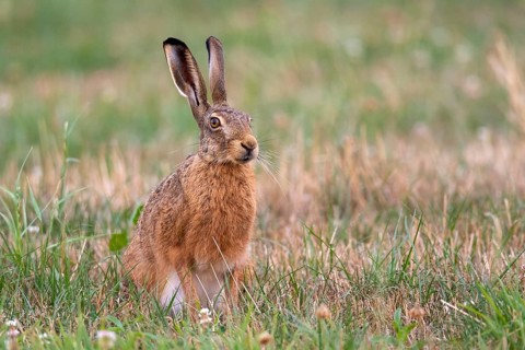 European hare (Lepus europaeus), Vechta, Lower Saxony, Germany