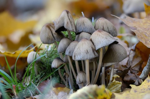 Coprinellus disseminatus, Coprinus disseminatus, sown tintling, fairy inkcap, fungi, mushrooms,
