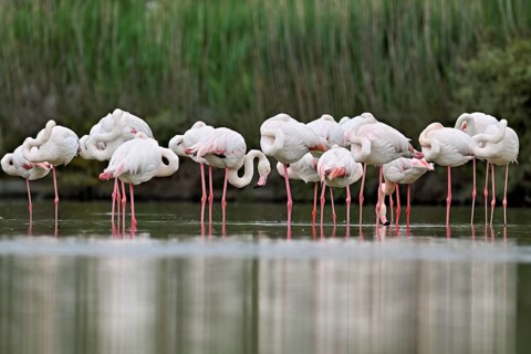 A group of greater flamingos (Phoenicopterus roseus), standing in the water, Camargue Regional