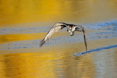 An osprey (Pandion haliaetus) flies over a lake in autumn, North Rhine-Westphalia, Germany