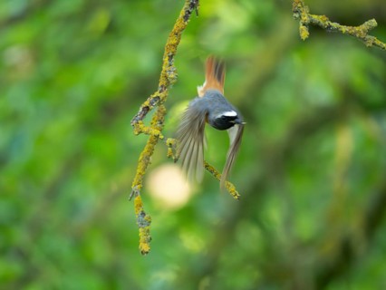 Common Redstart (Phoenicurus phoenicurus), an abstract image of a mature male, in flight, lifting