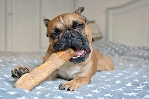 French Bulldog chewing a coffee wood chew root for dental health and dog enrichment
