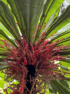 Cordyline (Cordyline fruticosa), in bloom with red panicles, fruit clusters, close-up, Botanical