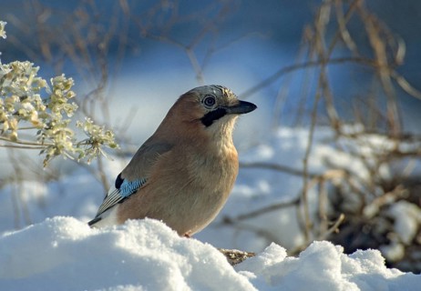 Eurasian Jay, garrulus glandarius, jay, birds, corvidae family of birds, leo, passeri, corvids,
