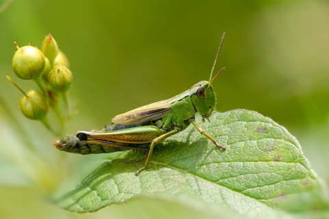 Acrididae, Caelifera, Chorthippus montanus, field locusts, gomphocerinae, grasshoppers,