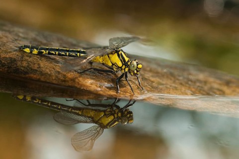 Common club tail, common wedge maid, gomphus vulgatissimus, anisoptera, damselflies, dragonflies,