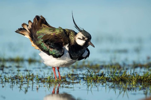 Northern Lapwing (Vanellus vanellus) in a wet meadow, Dümmer, Lembruch, Lower Saxony, Germany