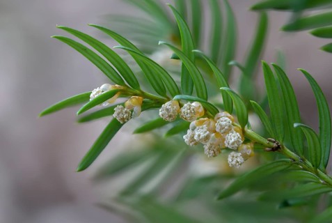 Yew, yew family, European yew, taxaceae, taxus baccata, blossom, flower, flora, male flowers,