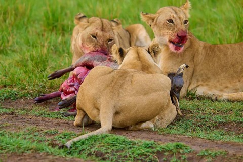 A blood-stained pride of lions feeding on prey in the savannah, an expression of natural survival:
