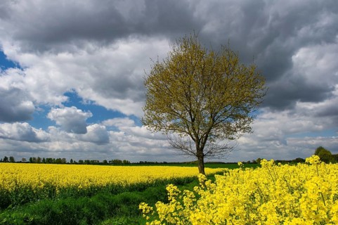 Baum am rape field, Goldenstedt, Lower Saxony, Germany