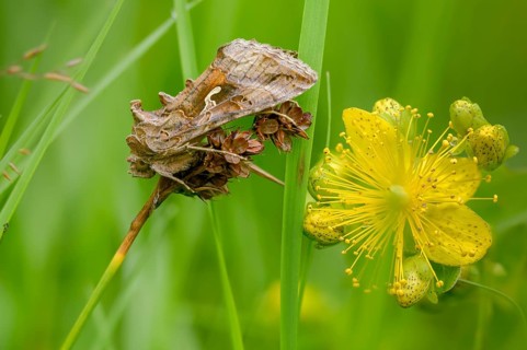 Autographa gamma, owl moth, gamma owl, noctuidae, pistol owl, butterfly, insects, moths, moths,