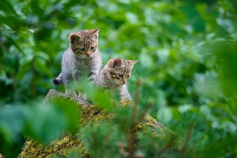 Two young cats explore a mossy area in the forest, kitten, European wildcat (Felis silvestris),