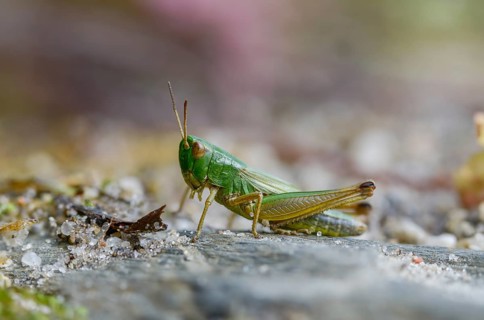 Acrididae, Caelifera, Chorthippus parallelus, field locusts, common grasshoppers, gomphocerinae,