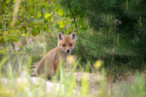 Carnivora, predators, red fox, vulpes vulpes, fox, adolescent, juvenile, mammals, raptors, mammals,