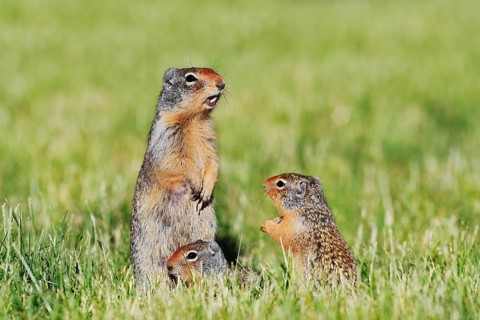Columbian ground squirrel (Urocitellus columbianus, Spermophilus columbianus), female with young,