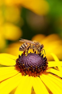 European honeybee (Apis mellifera) collecting nectar from a flower of the yellow coneflower
