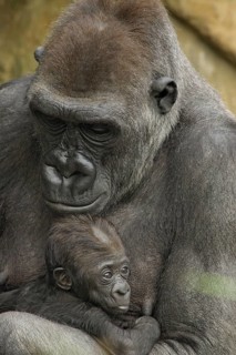 Gorilla, mother with baby gorilla, (gorilla gorilla), silverback
