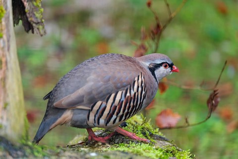 A rock partridge (Alectoris graeca) rests on a mossy tree trunk lying on the ground. Austria,