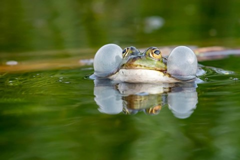 Pool frog (Pelophylax esculentus), Dümmer, Lembruch, Lower Saxony, Germany