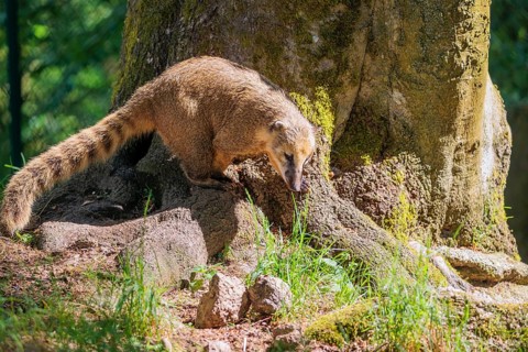 A South American coati (Nasua nasua) searches for food at the edge of the forest in the morning