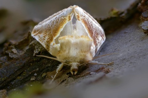 Agate owl moths, habrosyne pyritoides, buff arches, insects, moths, moths, butterflies