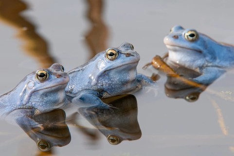 Blue moor frog (Rana arvalis) mating in the moor, Goldenstedter Moor, Lower Saxony, Germany